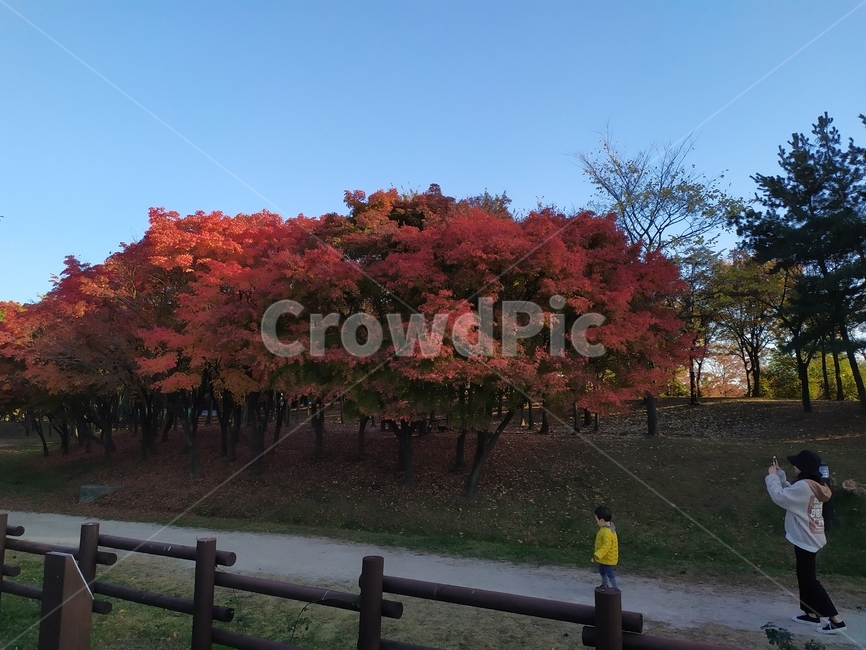 가을,tree,단풍,maple,plant,식물,잎,leaf,가을,계절,fall,autumn,season,자연,풍경,nature,landscape,나무