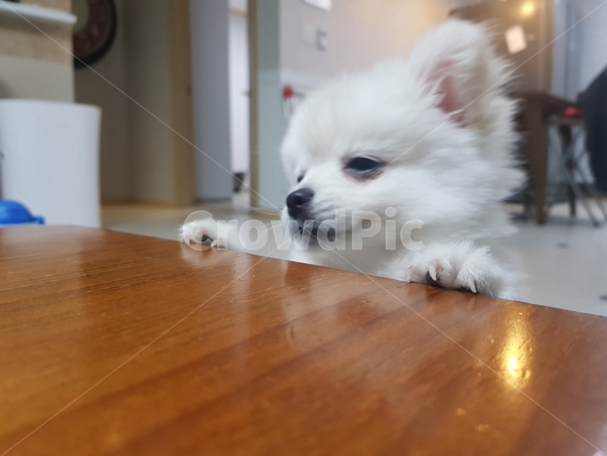 강아지,동물,포메라니안,흰털,개,웃는강아지,동물,animal,포유류,mammal,개,강아지,dog,doggy