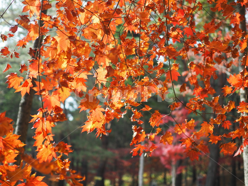 plant,식물,leaf,잎,tree,나무,maple