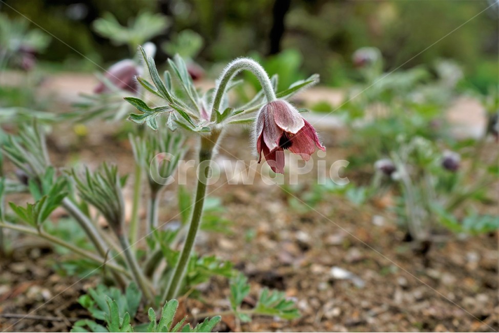 할미꽃,솜털,봄,봄꽃,자연,식물,꽃,plant,암술,수술,Pulsatillakoreana,한국특산,백두옹,독초,강장제,화왕계,여러해살이풀,미나리아재비과,쌍떡잎식물,흰털,할머니머리카락,흰머리,노인,꼬부랑,한방약재,할머니