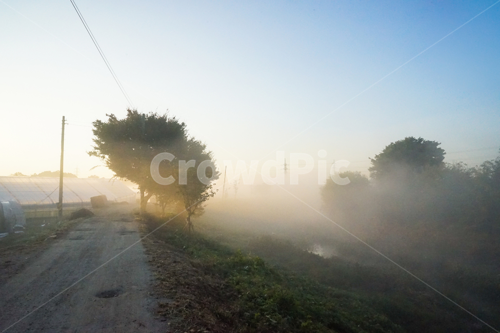 길,제방,농로,안개,새벽,나무,풍경,자연,풍경,nature,landscape,weather,날씨,outdoors,옥외