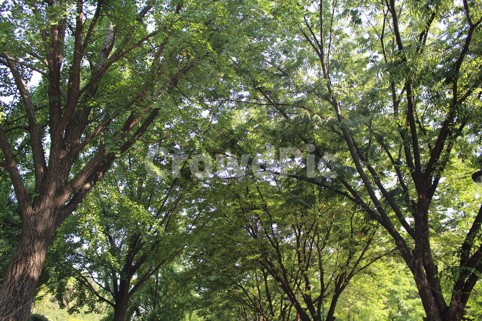 산속,울창한숲,우거진숲,여름,시원한여름,자연,풍경,nature,landscape,식물,plants,나무,trees,wood,tree,plant,tree trunk,나무 줄기