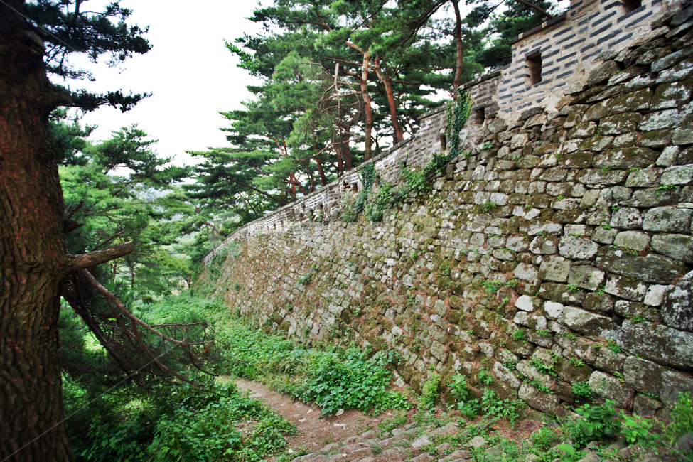 남한산성,성곽,성벽,산성,유적,청량산,방어시설,조선시대,병자호란,인조,세계문화유산,tree,나무,plant,식물,fir,전나무,abies,아비,wall,벽