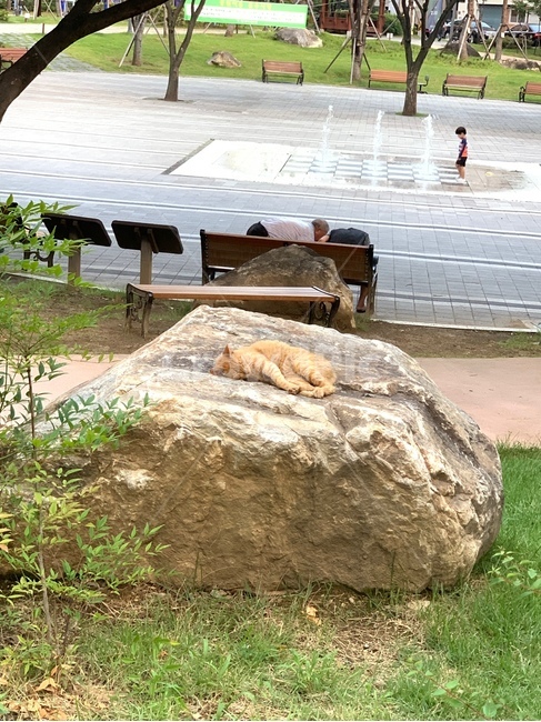 고양이,cat,잠자는고양이,동물,공원,길고양이,길냥이,귀여운,예쁜