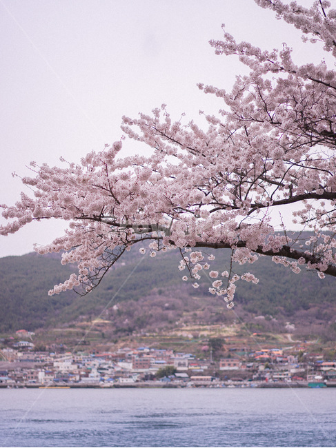 벚꽃,봄,spring,꽃,사쿠라,봄풍경,봄,계절,spring,season,자연,풍경,nature,landscape,식물,plants,꽃,flower