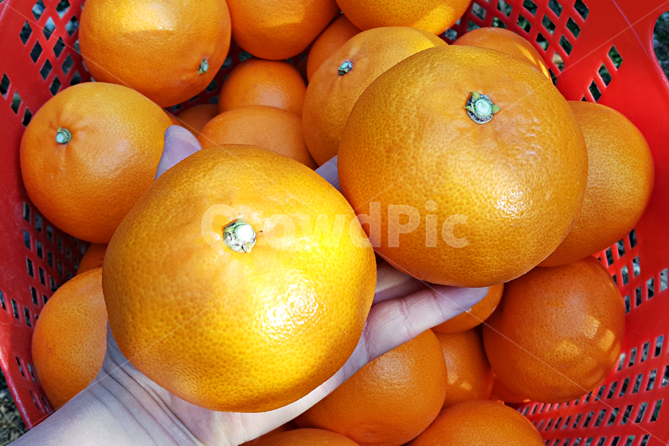 천혜향,제주감귤,제주천혜향,감귤류과일,citrusfruit,food,음식,fruit,과일,plant,식물,produce,grapefruit,orange,주황색