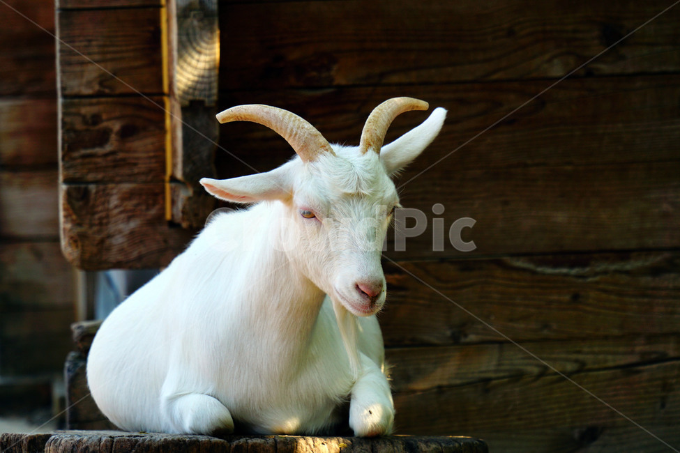 염소,동물,포유류,초식동물,자연,animal,nature,capra,가축,동물,animal,포유류,mammal