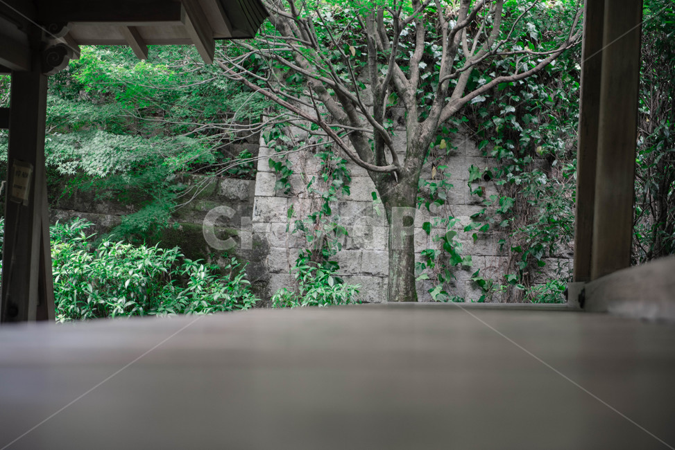 식물,plant,자연,nature,나무,tree