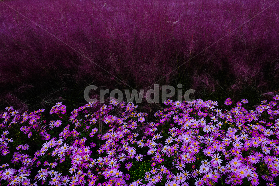 purple,보라색,핑크뮬리,꽃,꽃밭,가을,공원