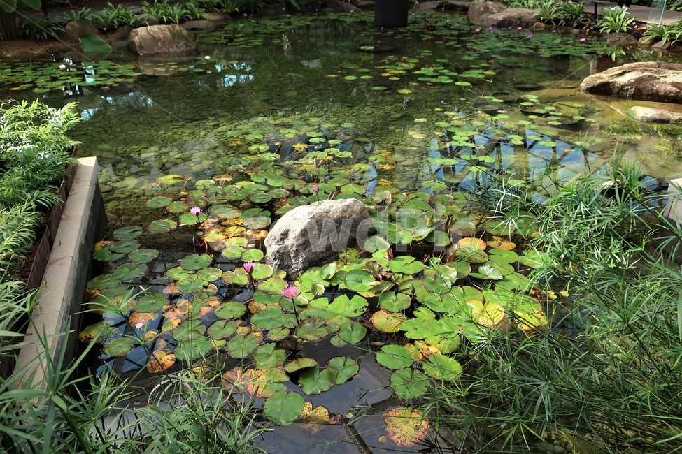서울식물원,식물,온실,수목원,정원,실내,생태,조성,꽃,나무,시설,식물,자연,plants,nature