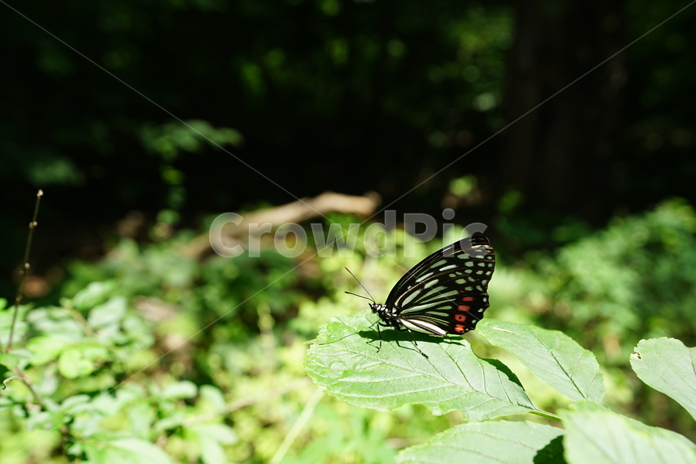 나비,곤충,자연,식물,동물,풍경,여름,생명,잎,숲,식물,자연,plants,nature,동물,animal,곤충,벌레,insect,bug