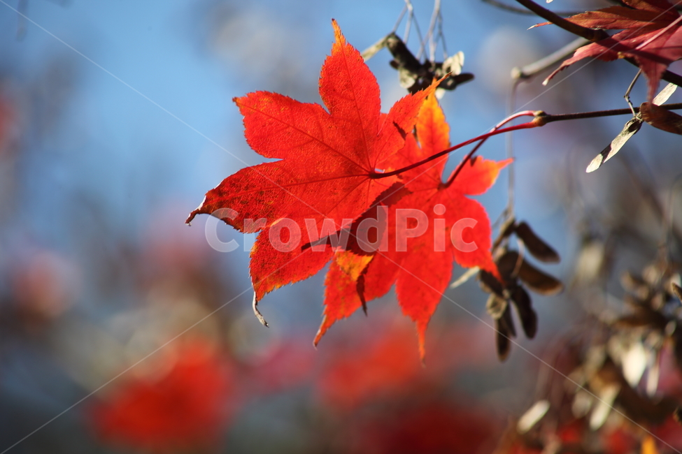 Maple tree,chlorophyll,redleaves,autumn,Maple