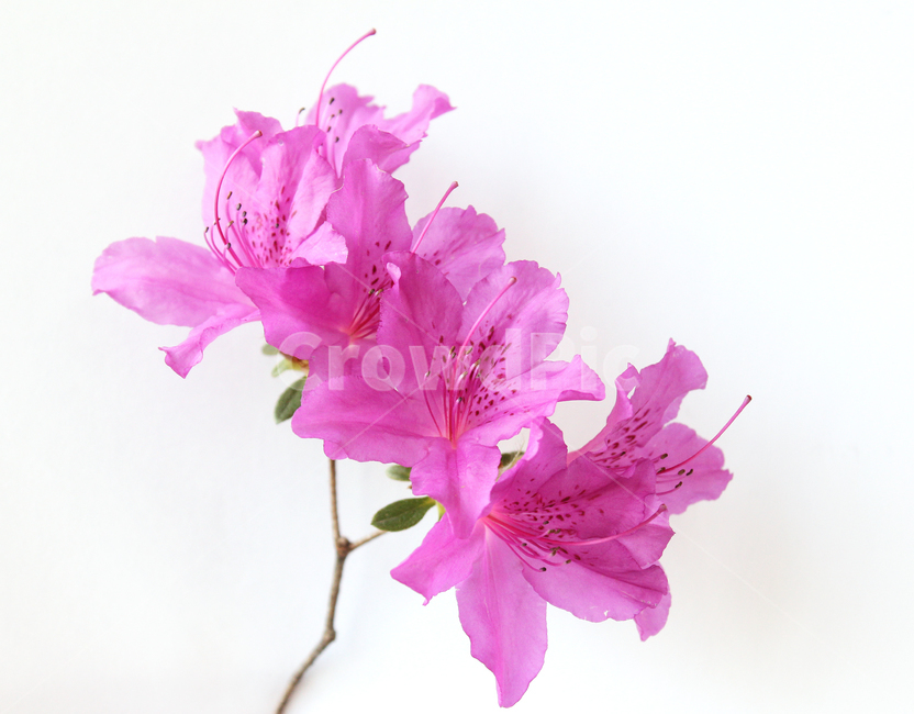 꽃,플라워,생화,철쭉,철쭉꽃,자연,식물,꽃송이,나뭇잎,잎,잎사귀,녹색,그린,분홍,분홍색,핑크,자주색,화이트,흰배경,흰색,하얀색,나뭇가지,꽃,flower,누끼,remove background
