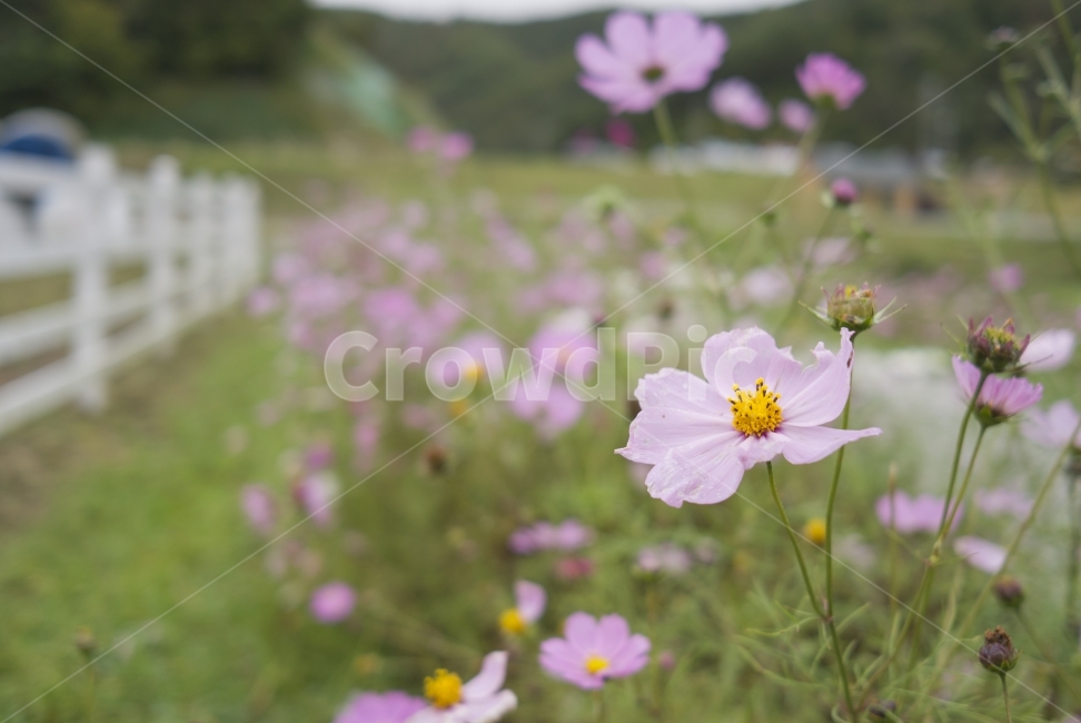 꽃,flower,풍경,landscape,목장,pasture,감성,길거리,street,way,숲,forest,자연,nature,생동감,fresh,식물,plant,계절,season,가을,계절,fall,autumn,season,식물,자연,plants,nature,꽃,flower,anemone,아네모네,blossom