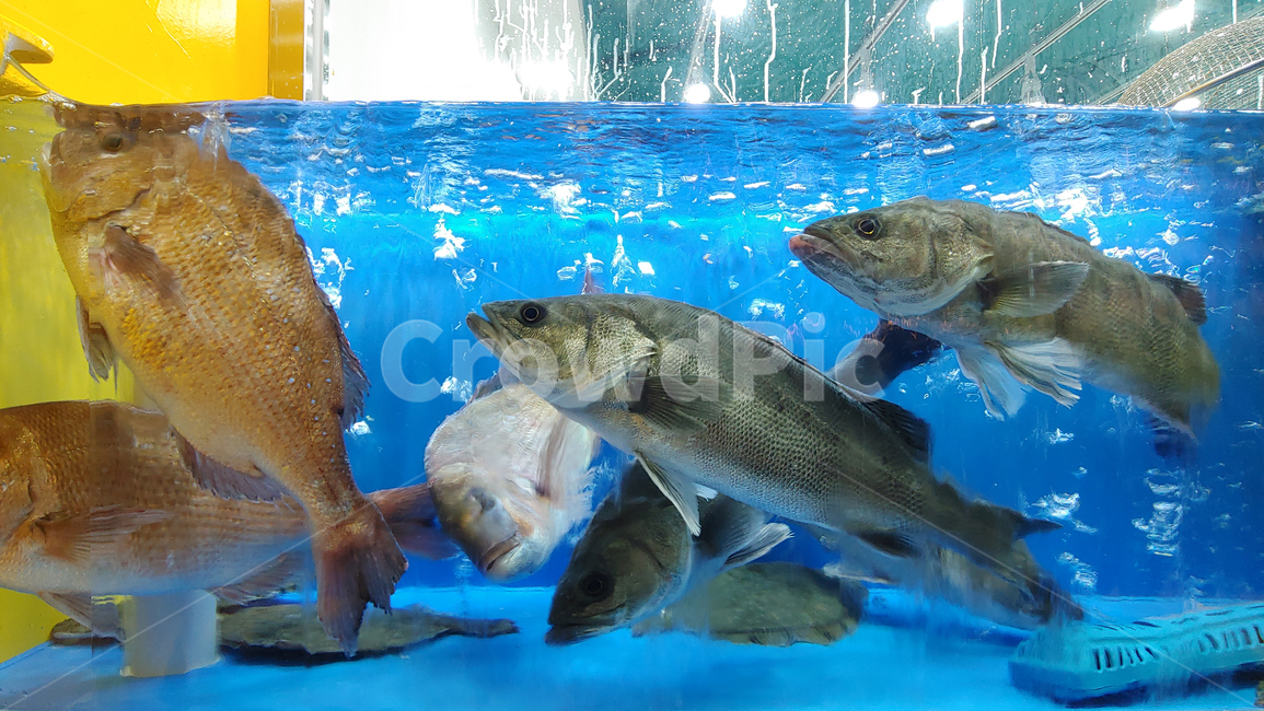 수산물,어류,농어,해물,동물,생선,어물,생물,횟감,도미,돔,물의,water,물,aquatic,수족관,횟집,해산물,기포,공기방울,싱싱한,신선한,살아있는,어류,물고기,fish,수산물,해산물,fishery products,seafood