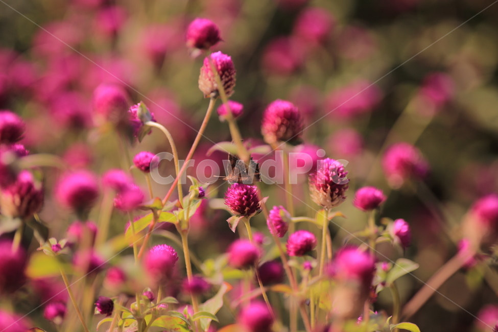 오이풀,가을꽃,burnet,빨강,보라,애기꽃,식물,자연,plants,nature,꽃,flower