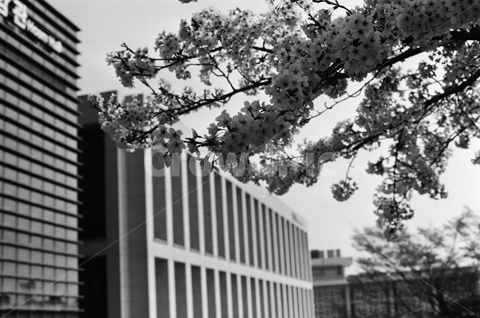 서울,성균관대,벚꽃,필름사진,흑백사진,감성사진,혜화,seoul,sungkyunkwan,skku