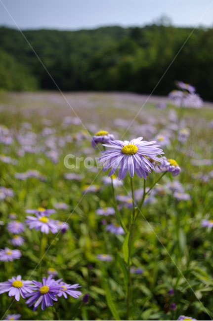 꽃,식물,flower,plant,벌개미취,식물,자연,plants,nature,꽃,flower