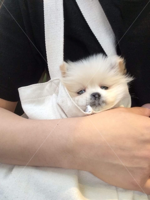 나들이,강아지,애견,용품,포메라니안,가족,미소,응시,동물,animal,포유류,mammal,개,강아지,dog,doggy