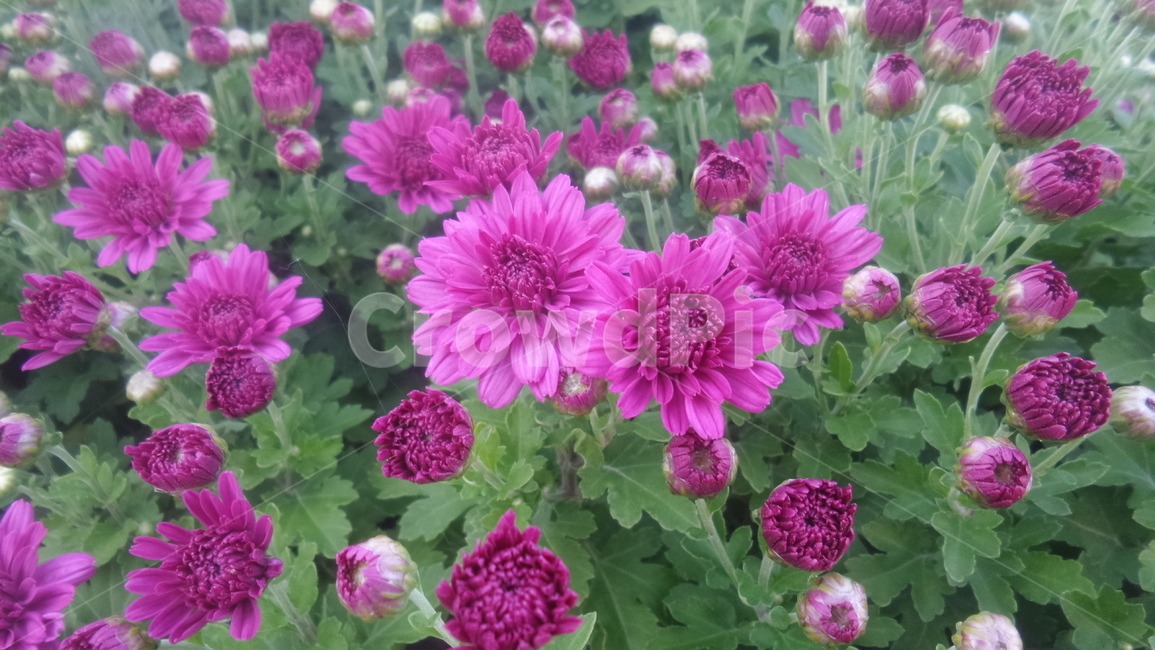 국화,소국,오상고절,다년생초본식물,관상용,감국,황국,가을꽃,식물,자연,plants,nature,꽃,flower