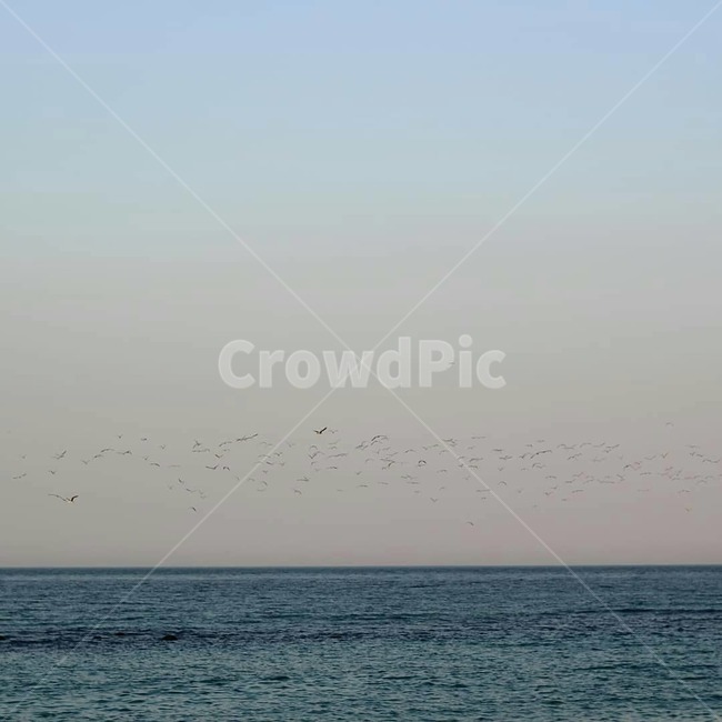 바다,새,바다풍경,저녁,저녁풍경,자연,풍경,nature,landscape