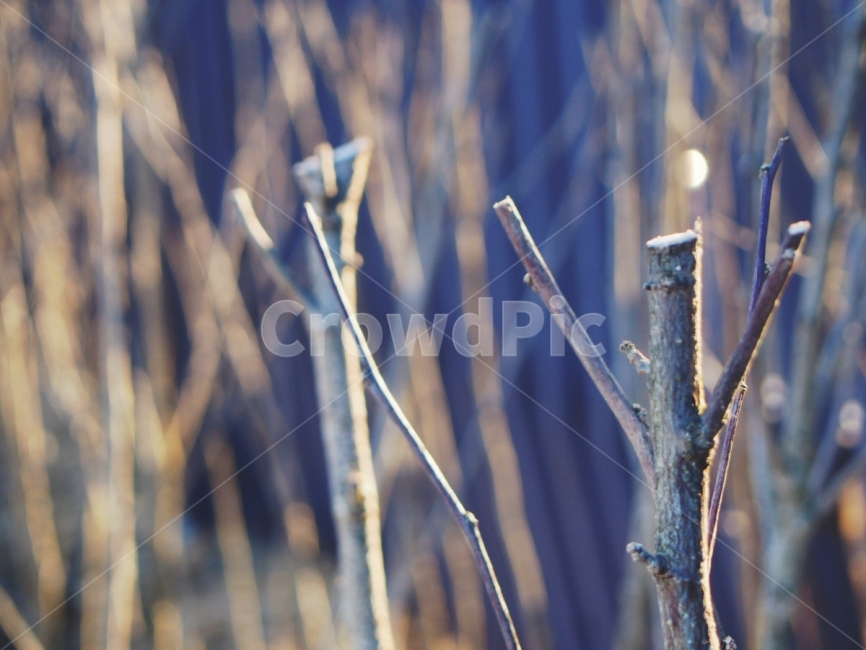 겨울,자연,나무,감성,환상,nature,tree,winter,view,겨울,계절,winter,season,식물,자연,plants,nature,감성,sensible,feeling
