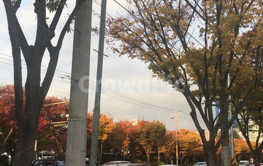 가을,단풍,나무,풍경,낙엽