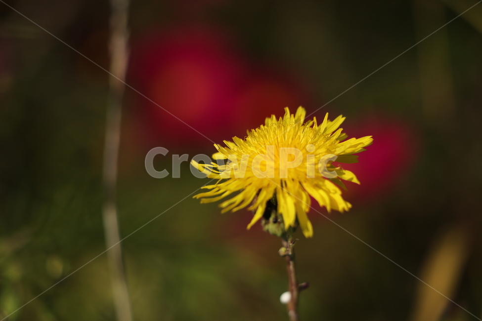 민들레,노랑,코스모스,빨강,들판,식물,자연,plants,nature,꽃,flower