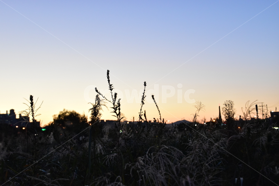 배경,아름다운,자연,갈대,석약,태양,하늘,background,beautiful,nature,reed,sunset,sun,sky,자연,풍경,nature,landscape,plant,식물,grass,잔디,lawn