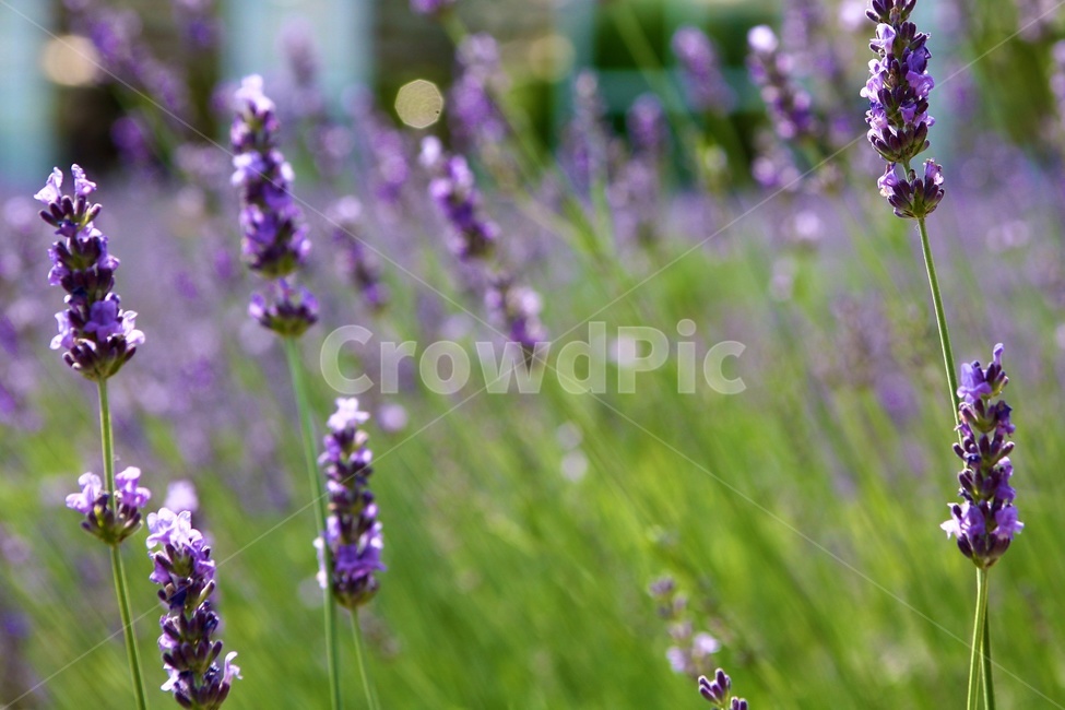 라벤더,허브,lavender,herb,연보라,초록색,식물,자연,plants,nature,꽃,flower