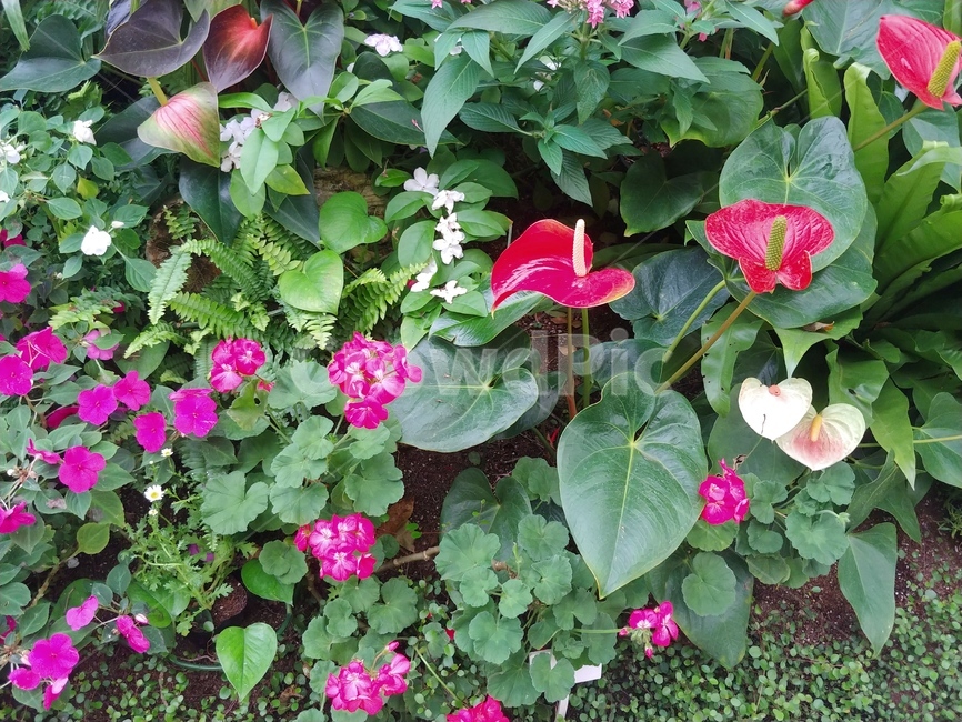 flowers,plant,꽃,식물,redflower