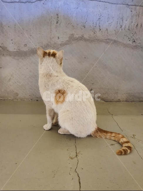 고양이,뒷모습,기다림,꼬리,귀여움