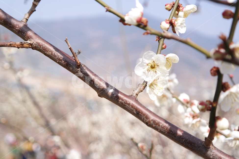 꽃,매화,flower,봄,spring,봄꽃,매화꽃,매실,prunusmume,나무,가지,식물,korea,자연,season,plants,nature,경치,scenery,야외
