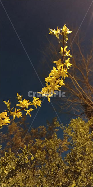 개나리,꽃,밤,봄꽃,식물,flower,노란색