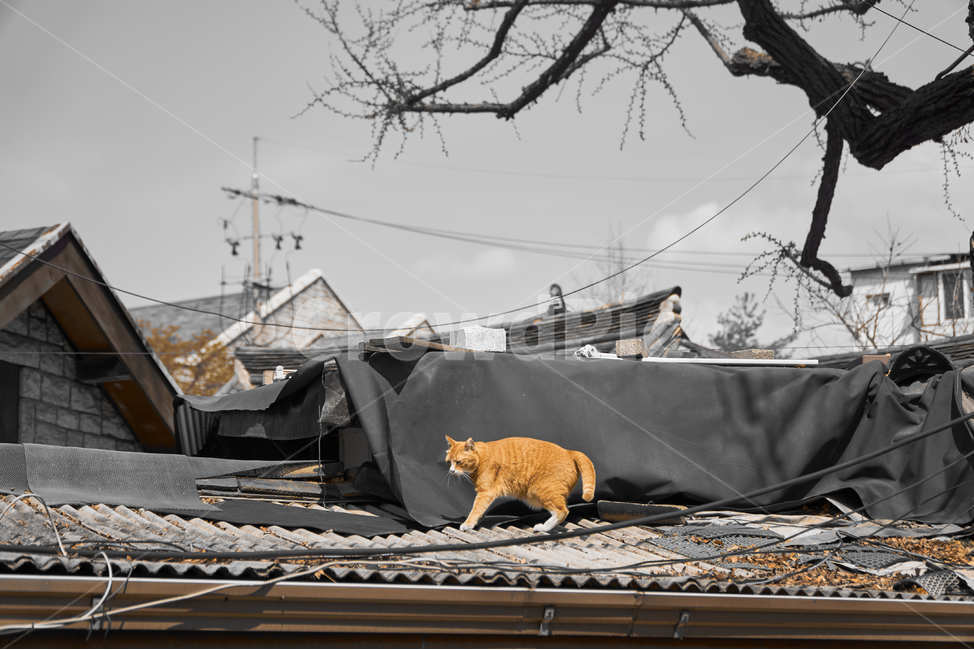 고양이,길고양이,동물,도시,길,도로,cat,야옹이,동물,animal,포유류,mammal,고양이,cat,kitten,kitty,흑백,모노톤,monochrome,black and white