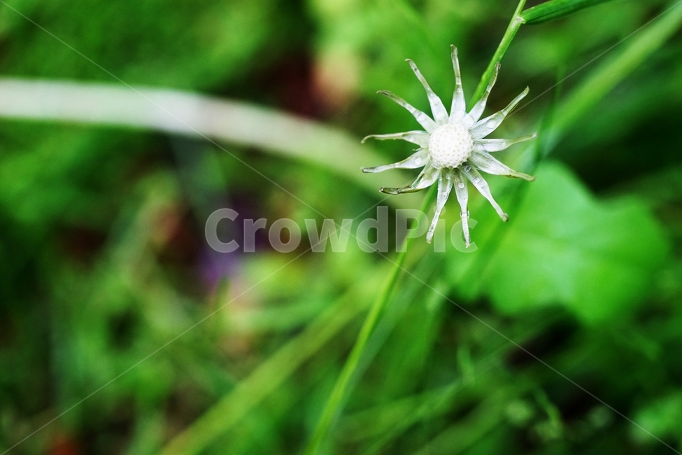 민들레,민들레꽃,봄꽃,빈집,해,태양,식물,자연,plants,nature,꽃,flower