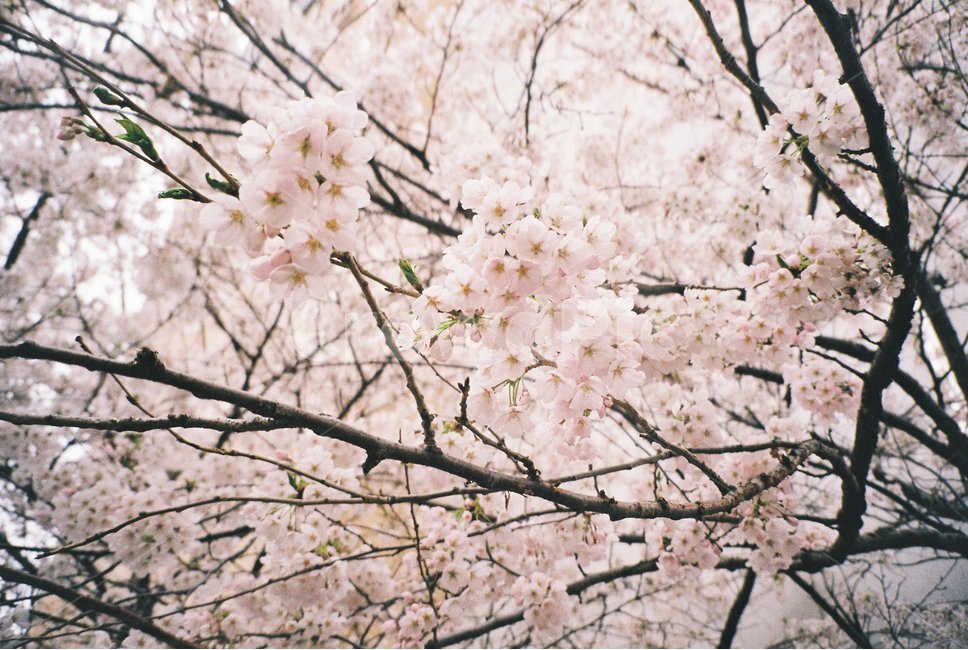 plant,식물,flower,blossom,꽃,벚꽃,cherryblossom,곁벚꽃,자연,봄,늦봄,필름,필름카메라,봄,계절,spring,season,식물,자연,plants,nature,꽃,flower,cherry blossom