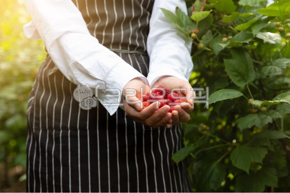 dipped,rural,agricultural products,put,hold,red,white,female,in hand,raspberry,return to farming,landscaping,upper body,field,orchard,person,plant,lift,reddish,collect,daytime,full,woman,gardening,fruit,hold out,show,apron,industry,crops,berries,vegetable