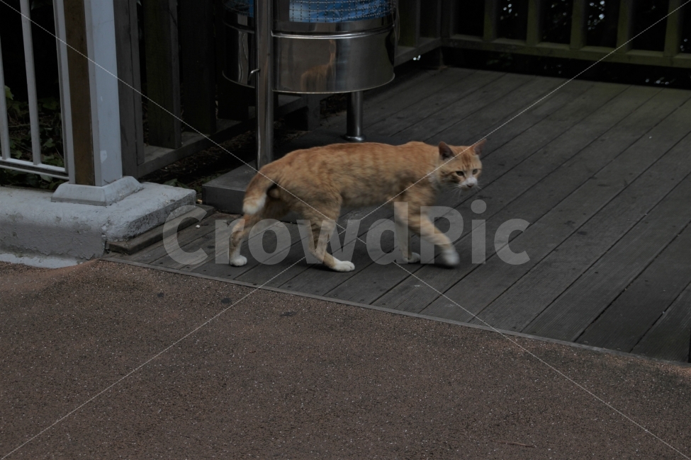 고양이,동물,cat,animal,엉금엉금,동물,animal,포유류,mammal,고양이,cat,kitten,kitty