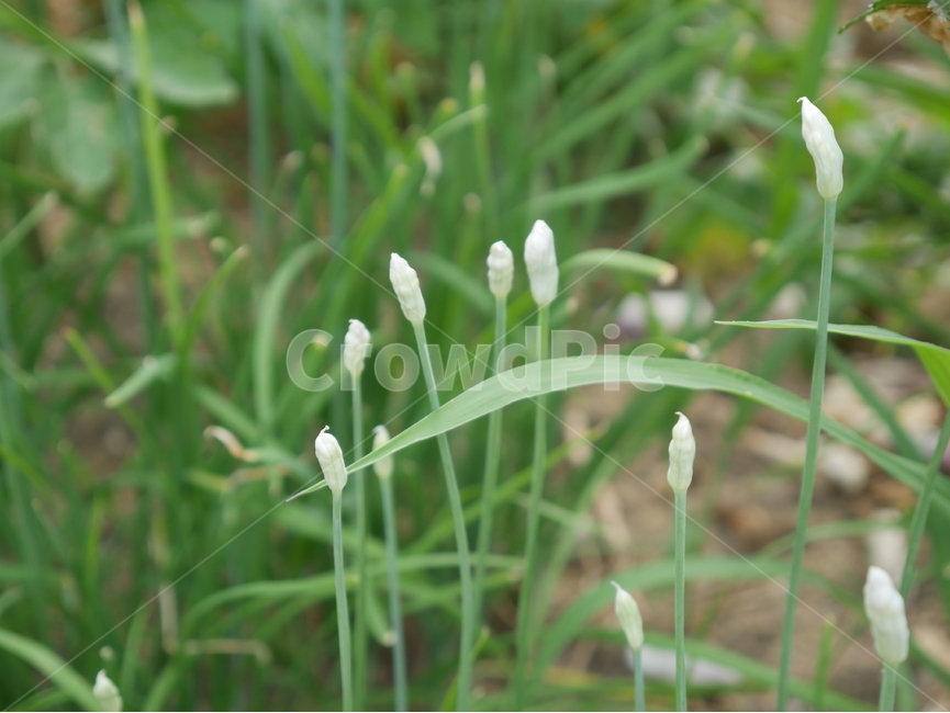 부추,부추꽃,꽃,꽃망울,자연,식물,자연,plants,nature,꽃,flower