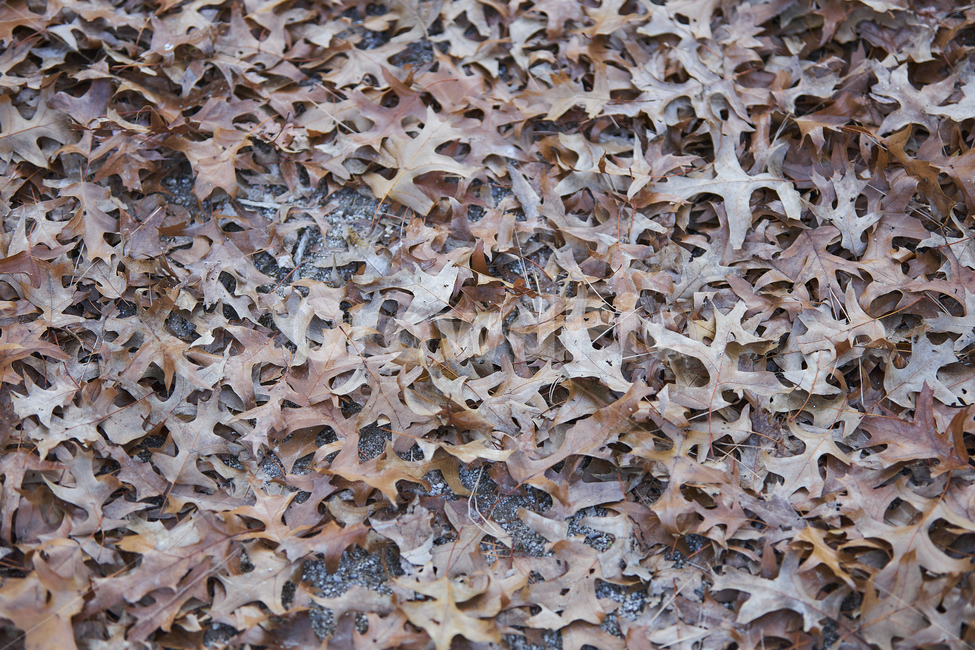 나뭇잎,단풍잎,낙엽,늦가을,바닥,ground,가을,계절,fall,autumn,season