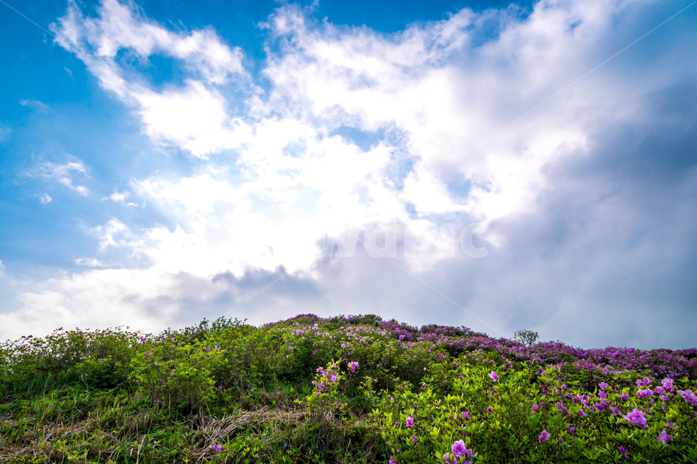 황매산,철죽,꽃,봄,산,합천군,풍경,봄,계절,spring,season,자연,풍경,nature,landscape,outdoors,옥외,field,들,grassland,목초지