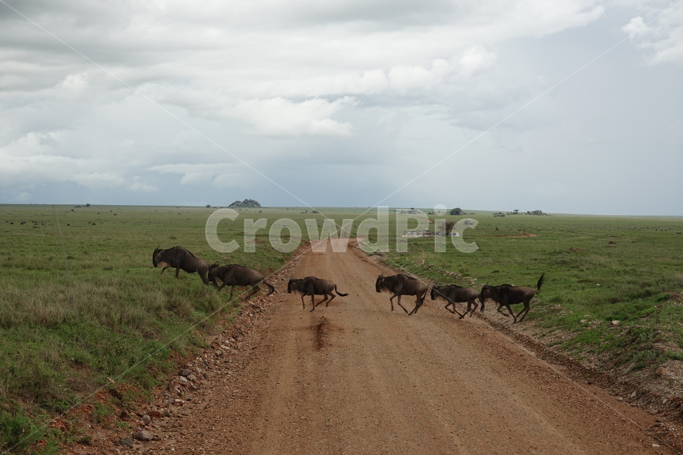 cow,소,cattle,동물,grassland,세렝게티,serengetti,흙길,gravel