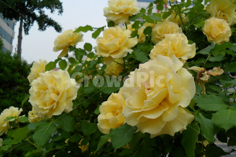 장미,5월의여왕,넝쿨장미,노랑,만개,식물,자연,plants,nature,꽃,flower