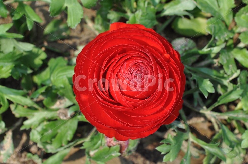 꽃,봄,자연,예쁜,플라워,flower,식물,자연,plants,nature,꽃,flower