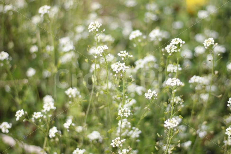 flower,spring,봄,자연,꽃,식물,나무,식물,자연,plants,nature,감성,sensible,feeling,봄,계절,spring,season,꽃,flower,plant