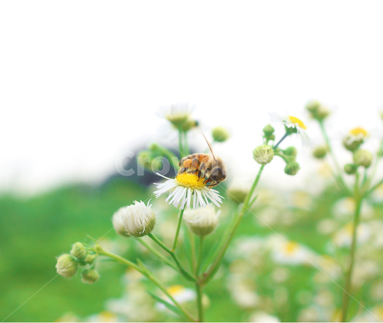 벌,꿀벌,곤충,bee,꽃과벌,자연,식물,자연,plants,nature,꽃,flower,동물,animal,곤충,벌레,insect,bug