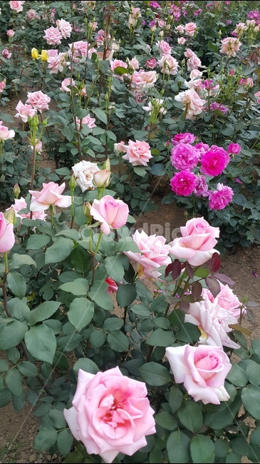분홍장미,장미꽃,장미축제,꽃향기,장미공원,식물,자연,plants,nature,꽃,flower