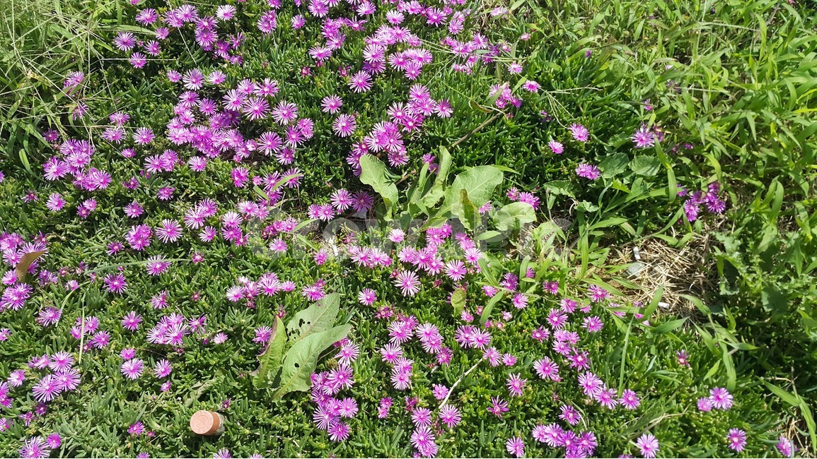 식물,plant,blossom,flower,꽃,geranium,제라늄,식물,자연,plants,nature,꽃,flower