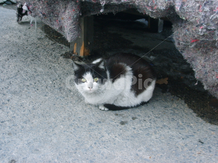 고양이,동물,캣,괴여움,길고양이,동물,animal,포유류,mammal,고양이,cat,kitten,kitty